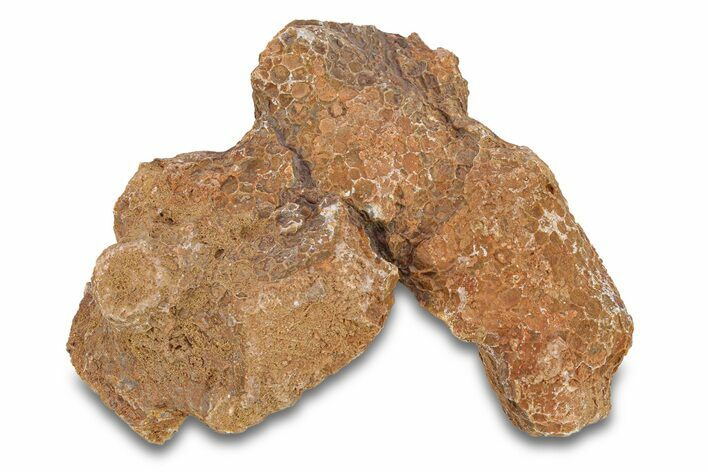 Fossil Tabulate Coral - Western Sahara, Morocco #289608